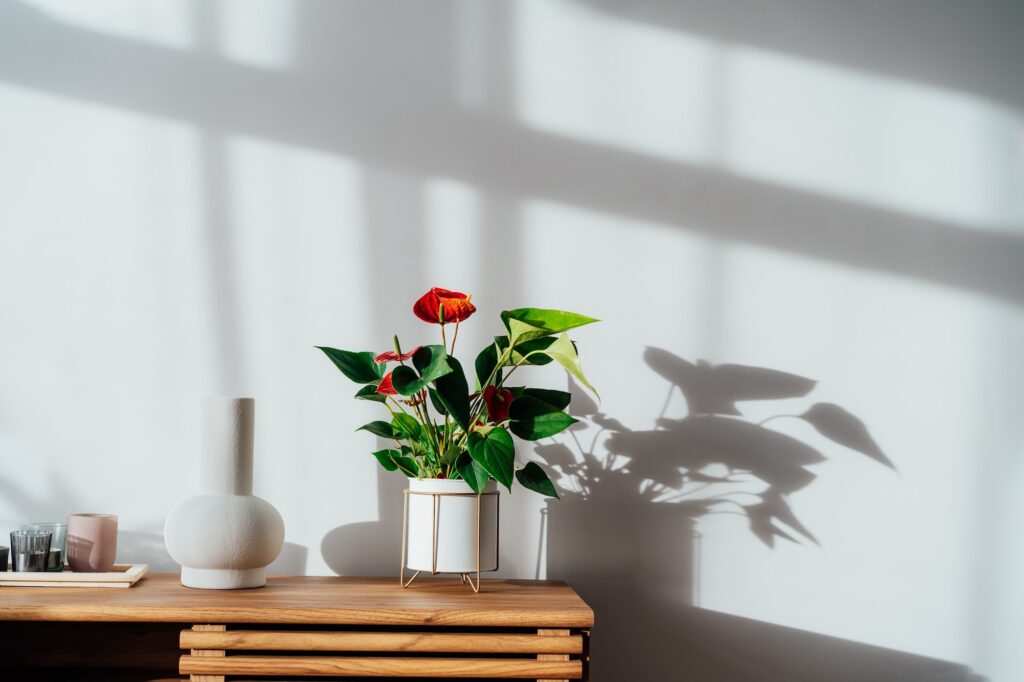 Modern minimalist Scandinavian style interior. Candles, ceramic vase and House plant red Anthurium
